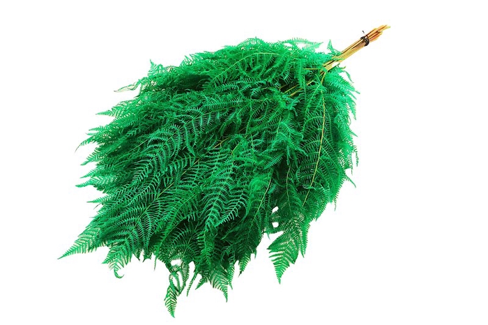 Fern Bracken Preserved Mint