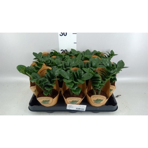 ZAMIOCULCAS ZAMIIFOLIA ZENZI