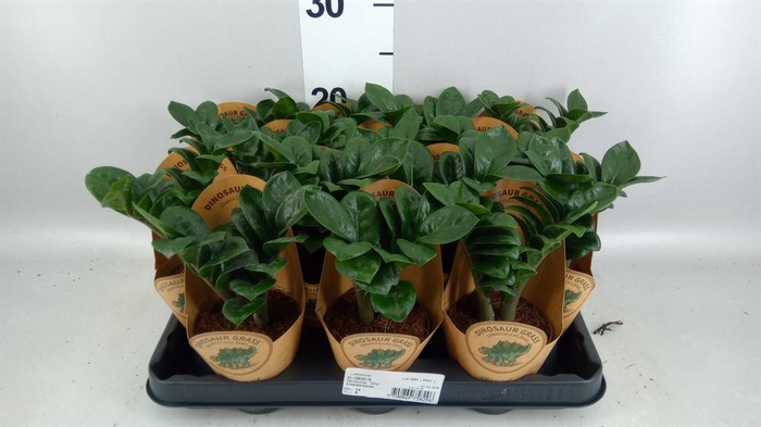 <h4>ZAMIOCULCAS ZAMIIFOLIA ZENZI</h4>