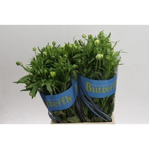 Ranunculus Butterfly Graces