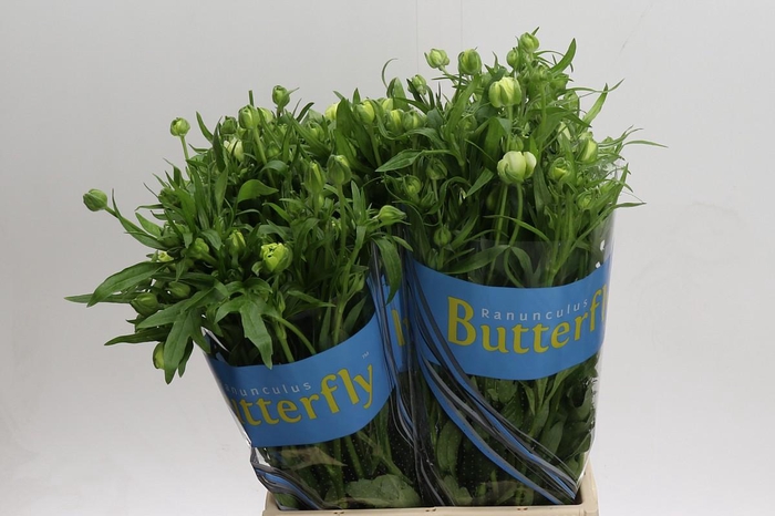 Ranunculus Butterfly Graces