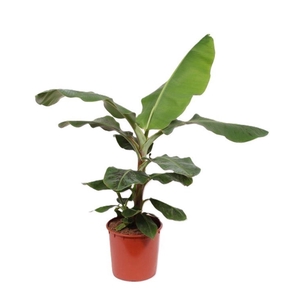 Musa Dwarf Cavendish
