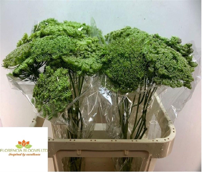 <h4>AMMI MAJUS AMMI MAJUS</h4>