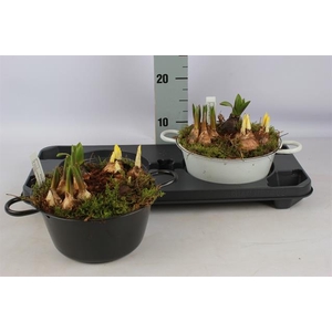 Hyacinthus arr 22Ø 22cm