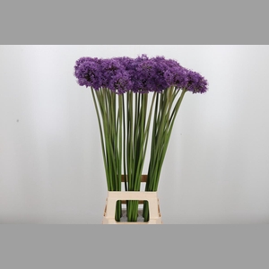 Allium Gladiator