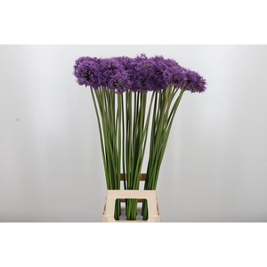 Allium Gladiator