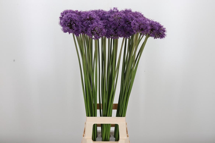 <h4>Allium Gladiator</h4>
