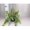 Epiphyllum Anguliger hangpot beperkt