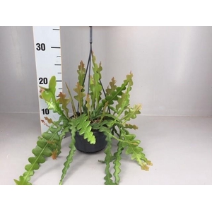 Epiphyllum Anguliger hangpot beperkt