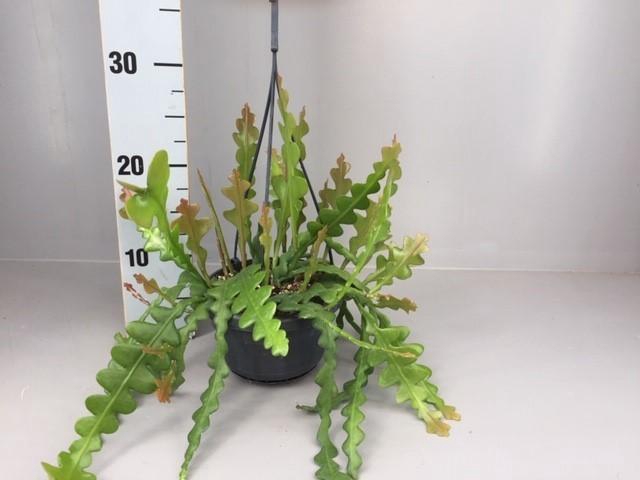 <h4>Epiphyllum Anguliger hangpot beperkt</h4>