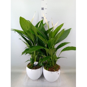 Spathiphyllum  'Bingo Cupido'