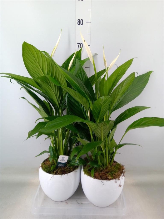 <h4>Spathiphyllum  'Bingo Cupido'</h4>
