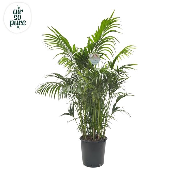 <h4>KENTIA - P44 H230 - 20PP - Air So Pure (Howea forsteriana)</h4>