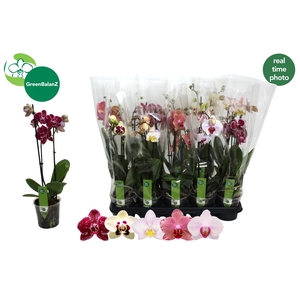 PHAL GEM 5 KL