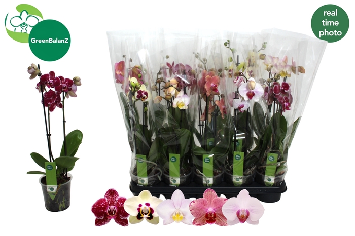 <h4>PHAL GEM 5 KL</h4>
