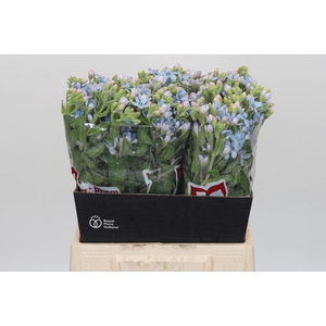 Oxypetalum Tweedia Blue