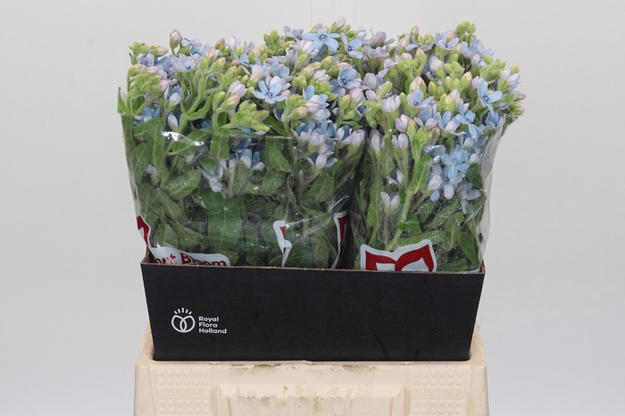 Oxypetalum Tweedia Blue