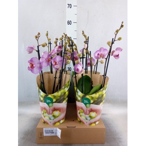 Phalaenopsis  'Candy Crush'