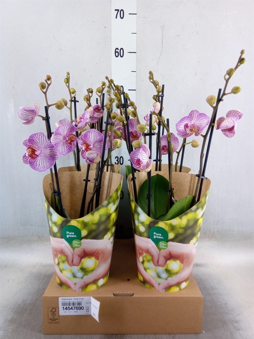 <h4>Phalaenopsis  'Candy Crush'</h4>