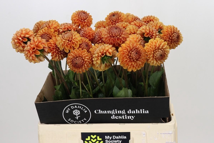 <h4>Dahlia Cornel Bronze</h4>