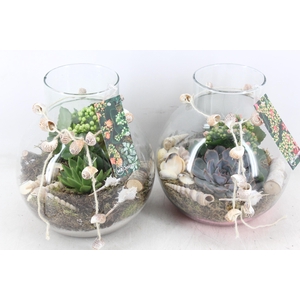 arr2 MB - Bolglas schelp decoratie