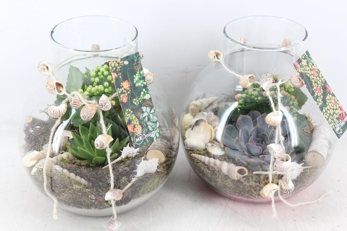 <h4>arr2 MB - Bolglas schelp decoratie</h4>