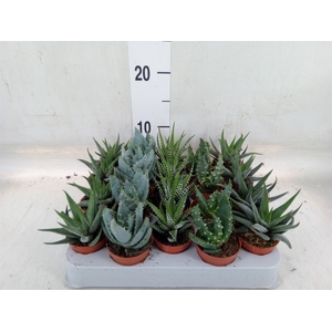 Aloe   ...mix