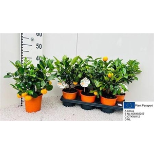 Citr Microcarpa 5+