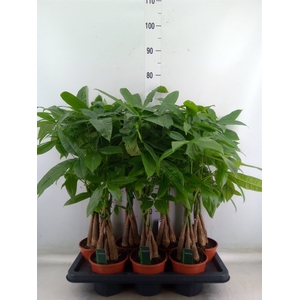 Pachira aquatica