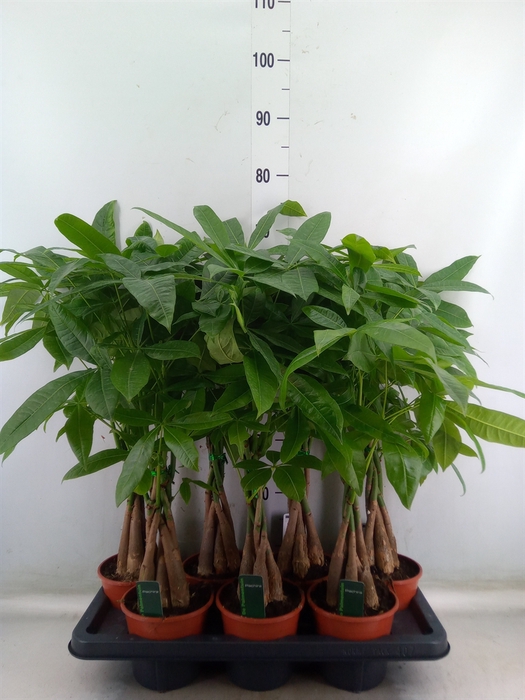 <h4>Pachira aquatica</h4>