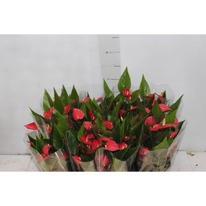 ANTHURIUM MINI MILLION FLOWERS P09