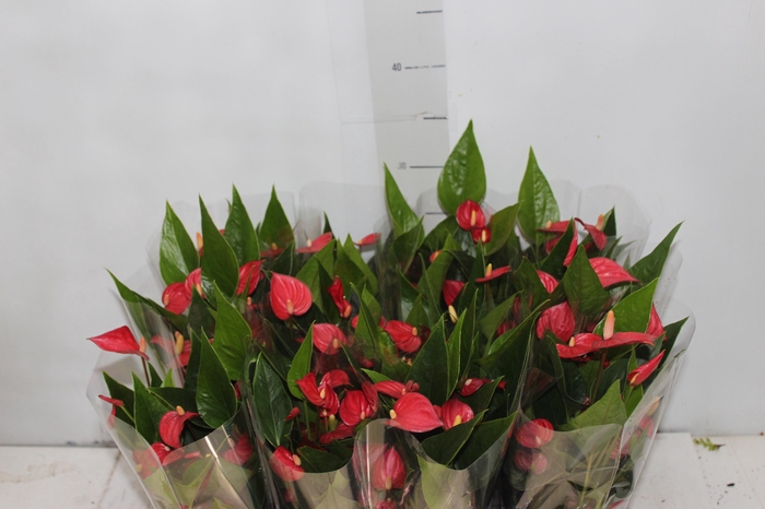 <h4>ANTHURIUM MINI MILLION FLOWERS P09</h4>
