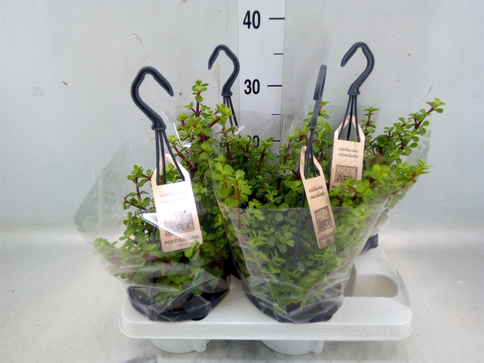 <h4>Portulacaria afra</h4>