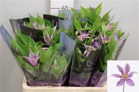 <h4>Clematis diversif. 'Amazing London'</h4>