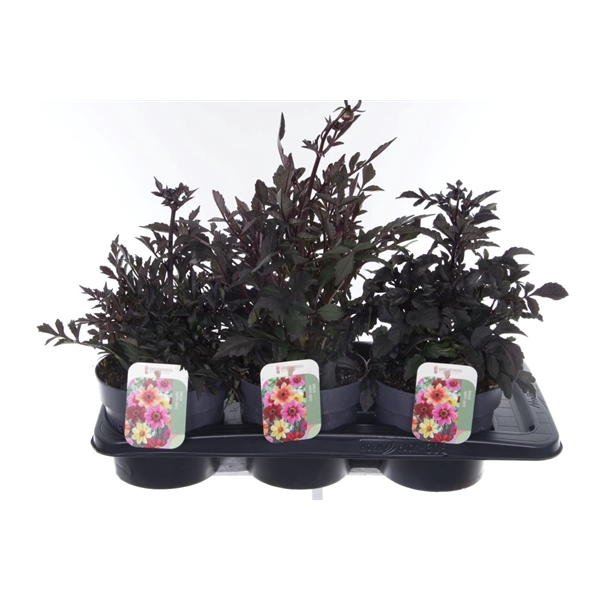 <h4>Dahlia Happy Days mix</h4>