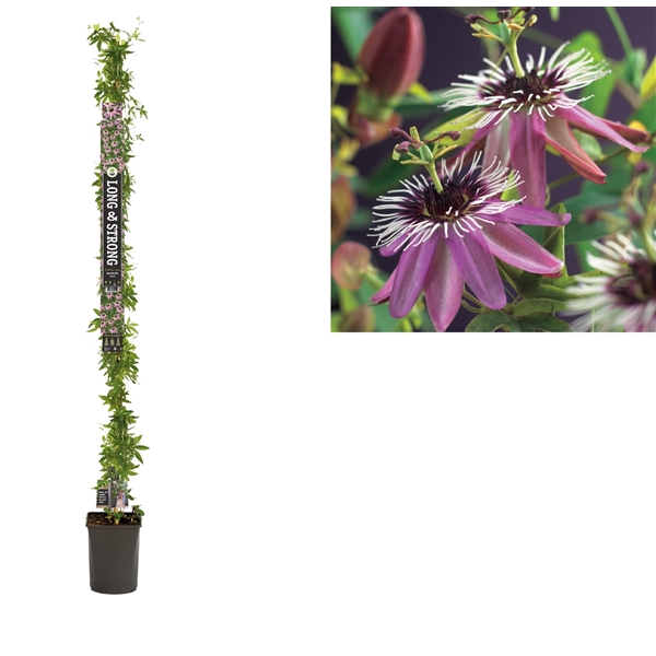 <h4>Passiflora 'Victoria' +Long & strong label</h4>