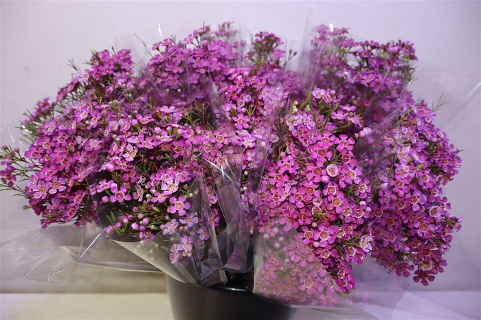 <h4>Chame Purple Rain X5</h4>