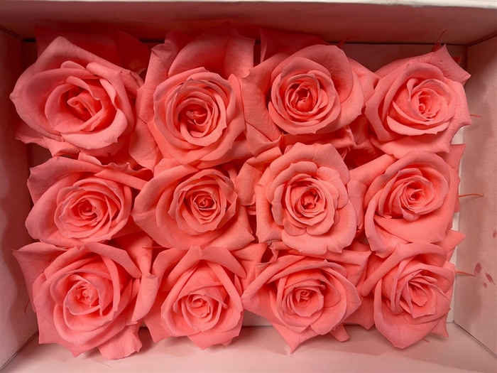 Ro Pres Mini Pink Light