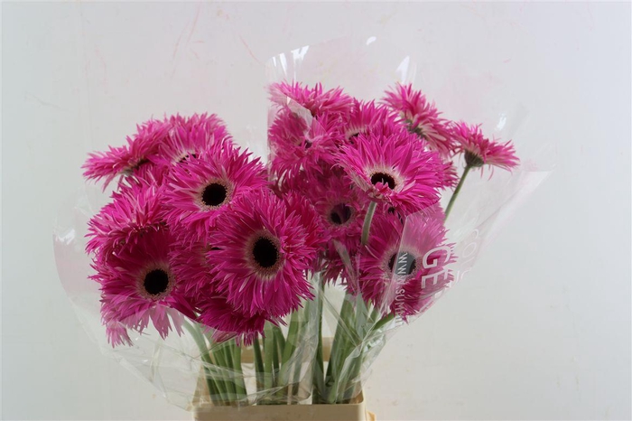 <h4>Ge Gr Spi Stitch</h4>