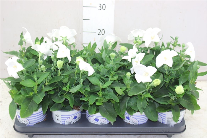 <h4>Platycodon Gr Pst White</h4>