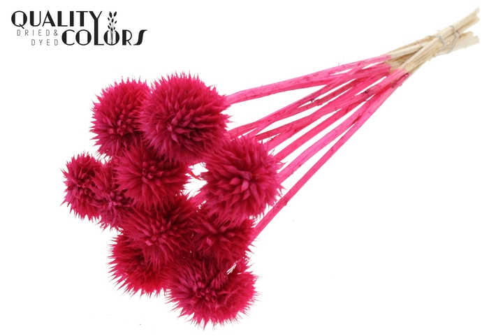 Lions Tail 10pc/bunch Cerise