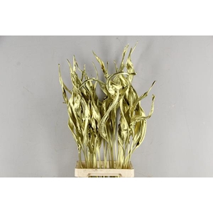 Df Strelitzia Leaf Gold