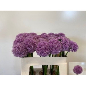 ALLIUM KLEINBLOEMIG