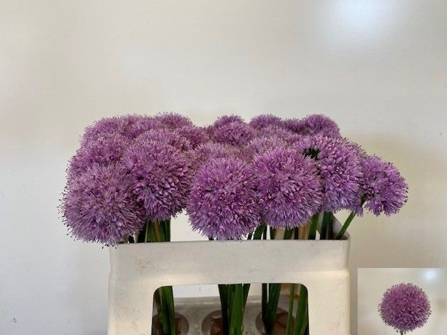 <h4>ALLIUM KLEINBLOEMIG</h4>