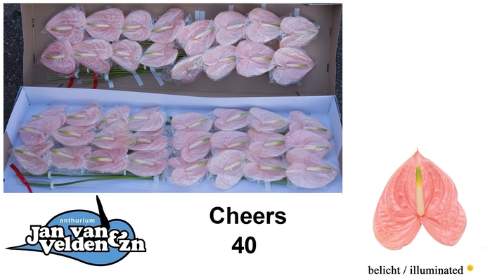 <h4>Anthurium Cheers</h4>