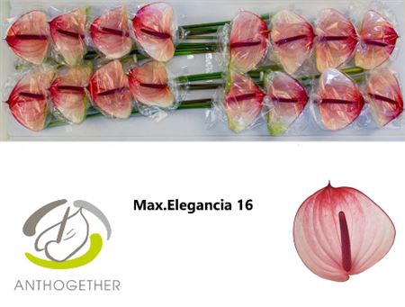 <h4>Anth A Max Elegan</h4>