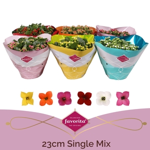 Kalanchoe enkel gemengd 5klr.
