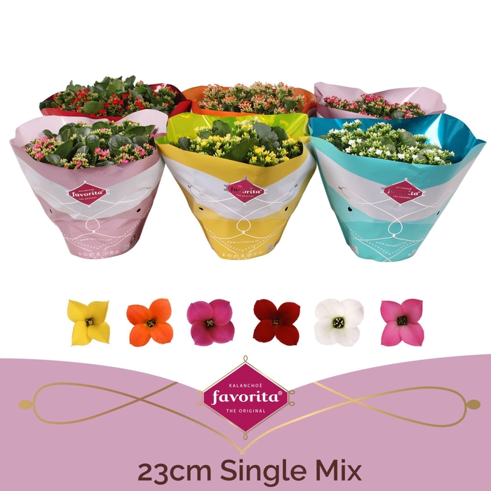 <h4>Kalanchoe enkel gemengd 5klr.</h4>