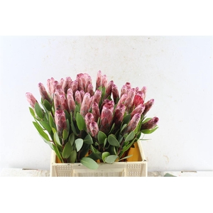 Protea Mundi Pink