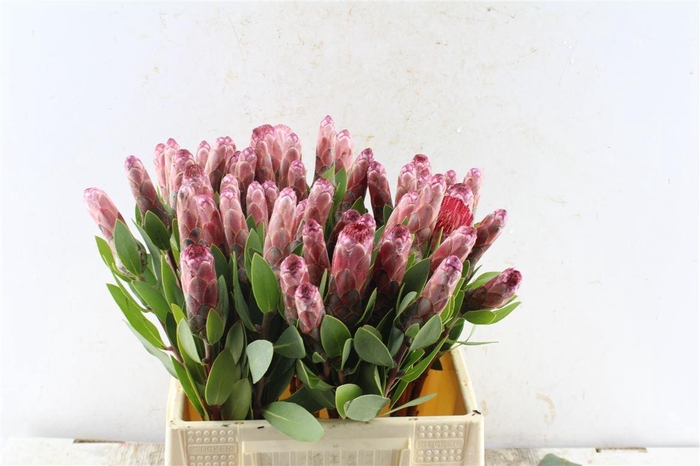 <h4>Protea Mundi Pink</h4>